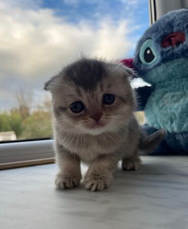 Pişiklər: Britan — 5