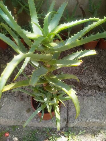 aloe gülü: Aloe gulleri satilir . elaqe mobil: 070 873 24 69