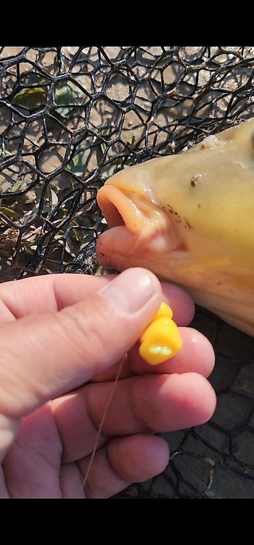 Рыболовная оснастка: Силиконовая кукуруза 
проверенные! — 9