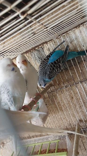 Tutuquşları: Cutə hazır quşlar cütü 30 
manat — 2