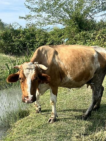 tap az sudluk inəklər: Real alıcıya endirim olacaq ana bala satılır ana biğazdı anada cins — 1