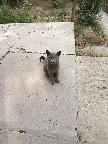 Кошки: Самка, В добрые руки, Самовывоз — 1