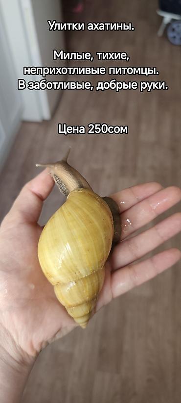Здоровые и активные питомцы. Неприхотливые в уходе, идеальны для at lalafo.kg Здоровые и активные питомцы. Неприхотливые в уходе, идеальны для
