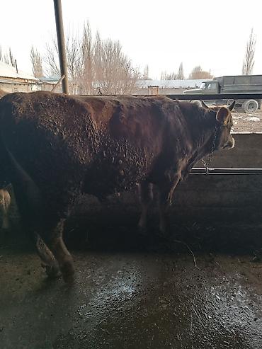Коровы, быки: Продаю | Бык (самец) | На откорм | Привязанные — 4