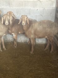 кошка котенок: Сатам | Кочкор (эркек) | Гиссар, Арашан | Союуга, Көбөйтүү үчүн, Жүн үчүн | Асыл тукумдуу, Жасалма жол менен боозутуу