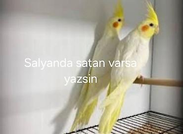 qus: Salyan və ya ətraf rayonlarda satan olsa yazar — 1