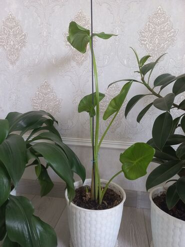 Другие комнатные растения: Молодой саженец лимона, выращенный в домашних условиях. Растение имеет at lalafo.kg — 11 Другие комнатные растения: Молодой саженец лимона, выращенный в домашних условиях. Растение имеет — 11