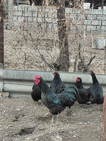 Другие с/х животные: Продаю куры, петух, индоутки Беловодске — 10