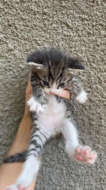 котики в оше: Отдам даром котят — 2