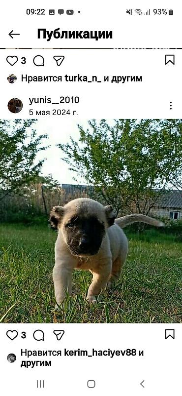 İtlər: Kanqal — 16