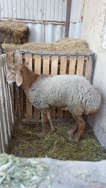 дом кошек: Башка жаныбарлар