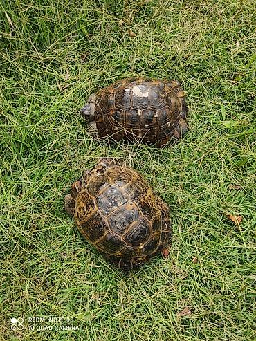 Другие животные: Tısbağa 🐢 Kaplumbağa Satılır quru tısbağası həyata bağ evləri üçün — 4