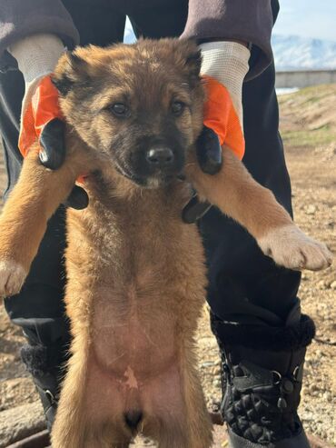 Продажа собак: Кучуктор сатылат Кыргыз доботтун кучуктору сатылат Ысс-Кол областы — 11