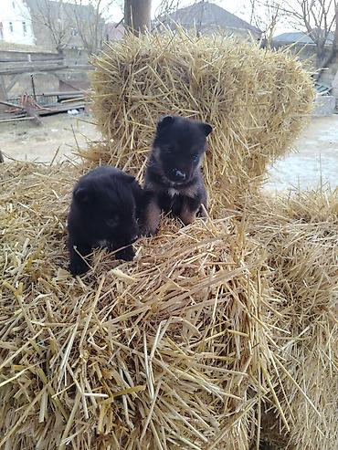 İtlər: Nemes afçarka sı 2 ədəd erkək — 8