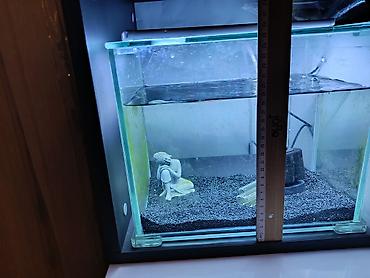 Akvariumlar: Dördbucaq akvarium, Boş, 2 l, Ödənişli çatdırılma — 2