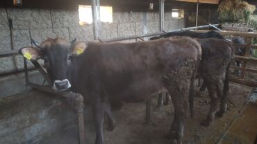 гидропонный корм: Продаю | Тёлка | На откорм | Привязанные