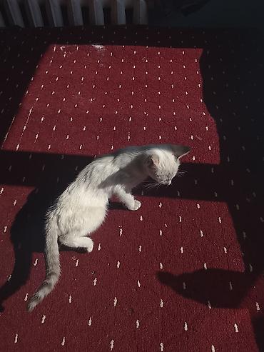 приют для котят: Кошка даром: Беспородная, Девочка — 3