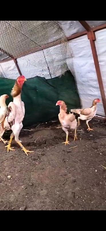 Cücələr: Toyuq cücələri, Damazlıq — 10