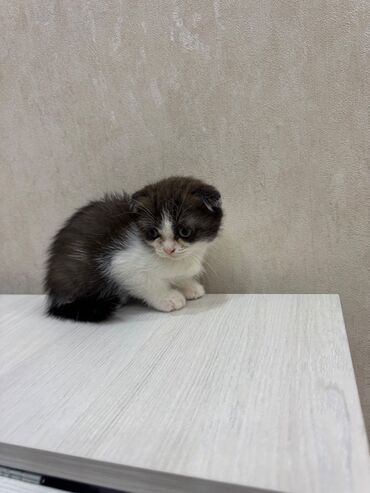 Pişiklər: Şotland, Dişi, Erkək, Ödənişli çatdırılma, Ünvandan götürmə — 8