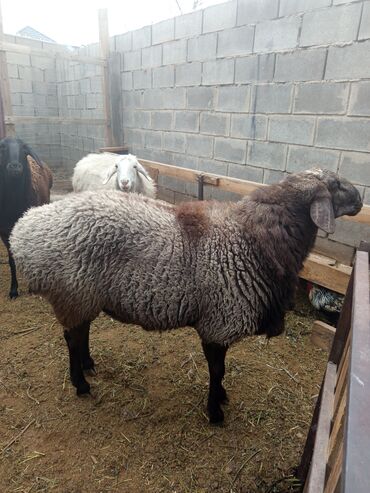 домик для кот: Продаю | Баран (самец) | Для разведения | Племенные