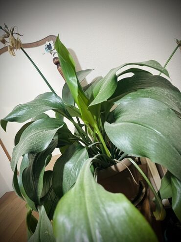 капельного полива: Аспидистра (Aspidistra elatior) в горшке - Крупное