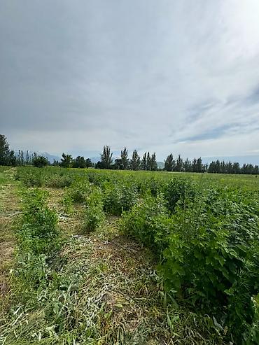 жал село: 155 соток, Для сельского хозяйства, Договор купли-продажи — 5