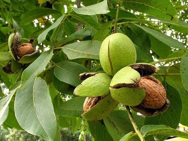 саженцы ива: Саженцы грецкого ореха (Juglans regia) - Крупноплодный сорт грецкого