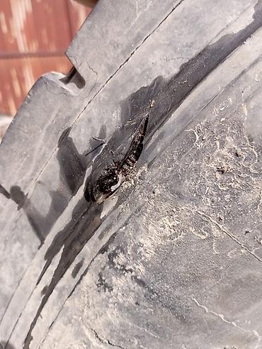 maxxis 29: 315/70/22.5 боковой порез 1см — 3