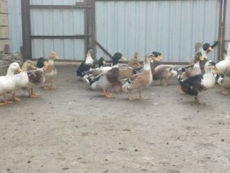 Ördəklər: İsdeye görə dəyişir .Müddəti isdeses təmizlənmiş de -da lalafo.az — 5 Ördəklər: İsdeye görə dəyişir .Müddəti isdeses təmizlənmiş de — 5