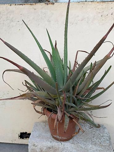 алоэ вера купить: Aloe — 2