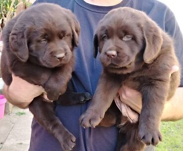 Psi: Čokoladni štenci labrador retrivera Čokoladni štenci labrador — 5