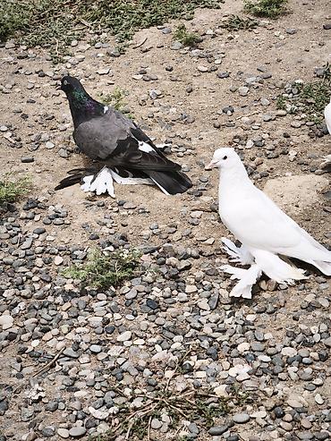 göyərcin: Iri lələkli hazır çüt — 2
