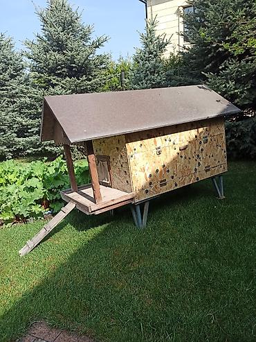 Куры, петухи: Продаю | Куры | Несушки — 1