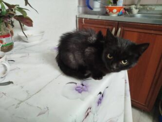 дом для кош: Кошка даром: Беспородная, 2 месяца, Девочка, Приучена к лотку, Проглистована