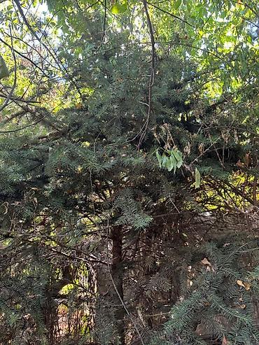 сеянцы голубой ели: Ель голубая (Picea pungens, «голубая ель») для ландшафтного — 7