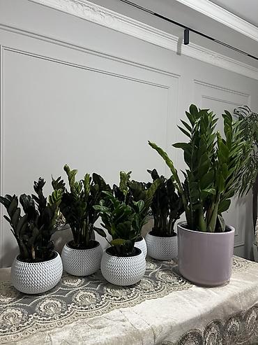 Аглаонемы: Аглаонема (Aglaonema) с вариегатной листвой — крупные — 71