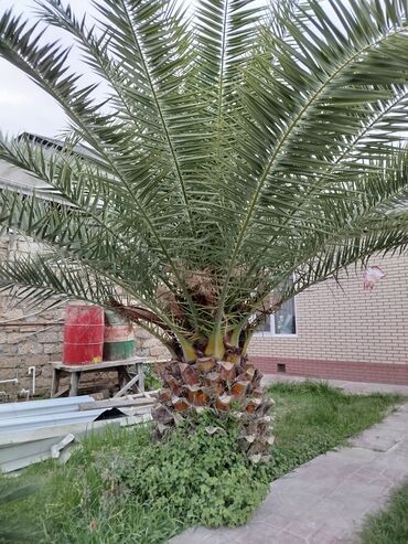liman bitkisi: Xurma palmisi (Phoenix dactylifera) – iri, dekorativ bağ ağacı - Növ