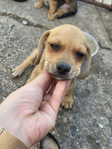 mini maltezer slike: Štenci malog rasta – mešanci, spremni da osvoje srce novog doma. Mama — 5