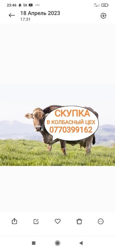 чистокровные лошади кыргызстана: Куплю | Коровы, быки, Лошади, кони | Круглосуточно, Любое состояние, Забитый
