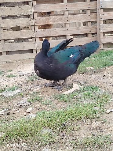 Quşlar: 9 ayliq zumrudu erkey lal ordek tam saglamdir — 2