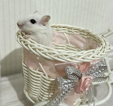 Другое: Продаю малышей монгольских песчанок. Возраст 1 месяц. 3 девочки и один — 7