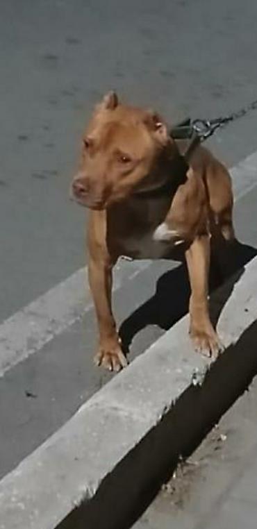 golden it: Pitbul, 1 il, Erkək — 1