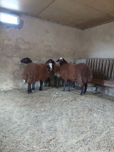 sudluk inekler satisi: 2 dene Ana bala heyvandi.Analarin 1 ci qarnidi.Balalar iri balalarfi 2