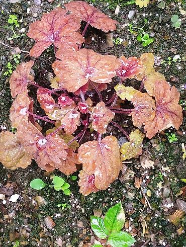 Другие садовые цветы и кустарники: Продаю гейхеру. В коллекции более 80 сортов. Звоните по тел. Вацап — 16