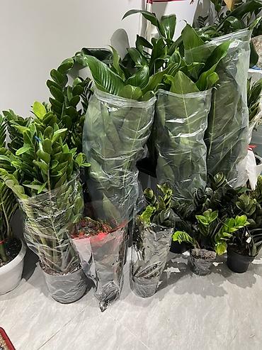 Аглаонемы: Корица дерево в идельном виде Комнатные растения в декоративных кашпо — 54