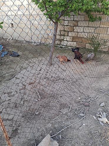 Cücələr: Toyuq cücələri, Ətlik — 5