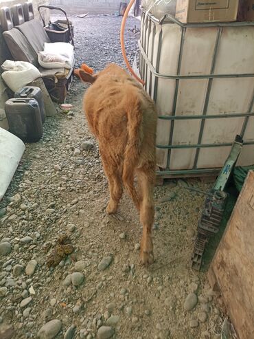 клетка для крыс: Сатам | Кунаажын | Бордоп семиртүү үчүн