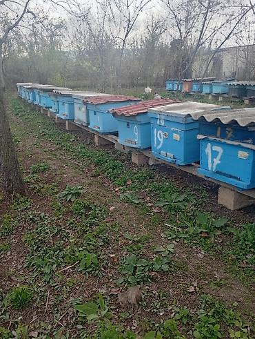 cins ineklerin satisi: Idyal vəziyetde ari ailesi satilir bal arisi ramkaliq 29 ve ya 23 luk — 2