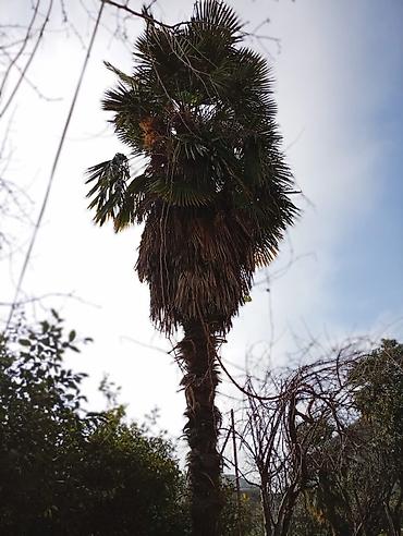 Ağaclar: Yetişkin dekorativ palma ağacı - Növ: Fan formalı yarpaqları olan — 7