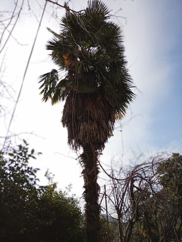 Ağaclar: Məhsul: Xurma/palma ağacı (Trachycarpus fortunei – küləyə və soyuğa — 10